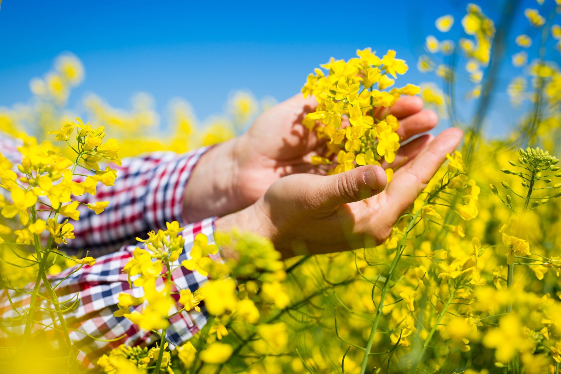 Farmer checking the quality of rapeseed